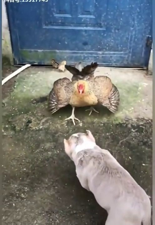 COMEDY, THE MOST VALUABLE ROOSTERS