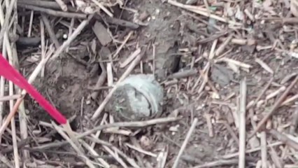 경기 고양시 한강 변에서 지뢰 발견...군, 폭발물 수거 / YTN