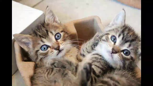 English Synonyms and Antonyms, Section 47: People to Perverse