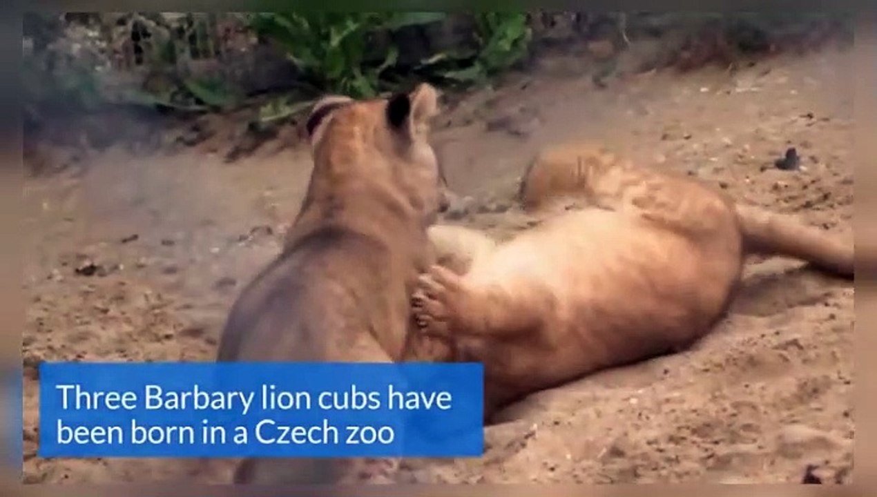 Three rare lion cubs born at Czech zoo