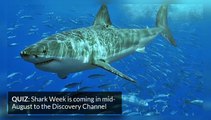 Which celebs are taking part in Shark Week 2020 - Quiz