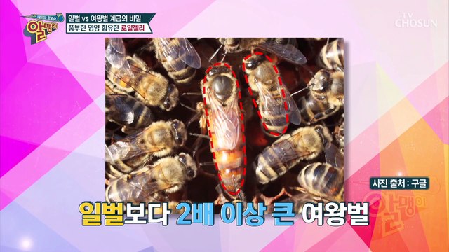 활력 에너지 충전에 좋은 로얄젤리 #광고포함