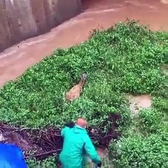 Artvin'de düştüğü su kanalında mahsur kalan karaca, böyle kurtarıldı