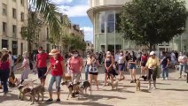 VIDEO. Poitiers. Des toutous dans la ville pour soutenir le SPA