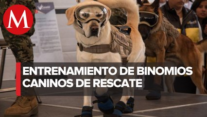 Tras sismo del 19-S binomios caninos siguen preparándose