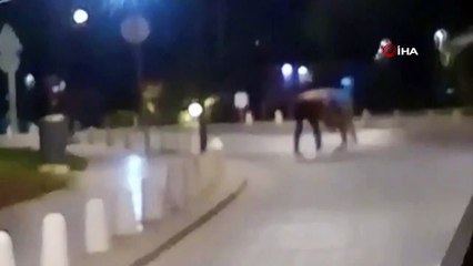 Herkes güreş sandı, tekme ve yumruklar havada uçuştu