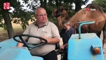 Güreş devesine traktörü ile antrenman yaptırıyor