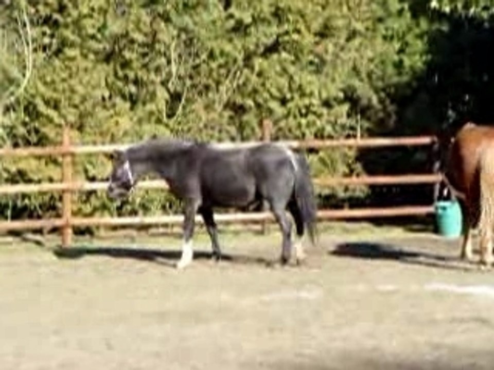 1ères foulées des nokotas en France