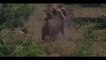 Lion Attack Buffalo - Buffalo Save Fellow From Lion Pride Hunting - Animals Fight