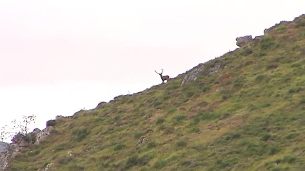 La naturaleza brinda hasta noviembre la oportunidad de disfrutar de la berrea