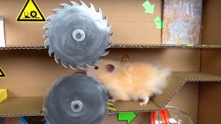 AWESOME HAMSTER MAZE with TRAPS [Obstacle Course]
