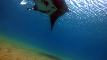 עומרי עומסי מתעד מנטה ענקית במפרץ אילת
