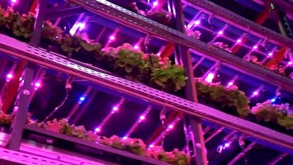 مزرعة عمودية "زهرية" تبتكر حلولا للتكيف مع كورونا في البرازيل