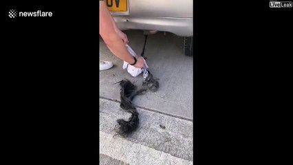 Ce qu'elle découvre dans son pot d'échappement est répugnant