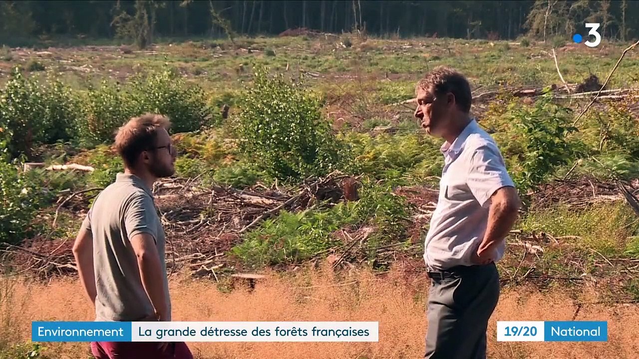 Sécheresse : les forêts françaises, en souffrance, perdent leur valeur