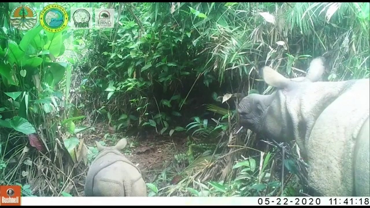 Dos cachorros de rinoceronte de Java, especie en extinción, avistados en parque indonesio