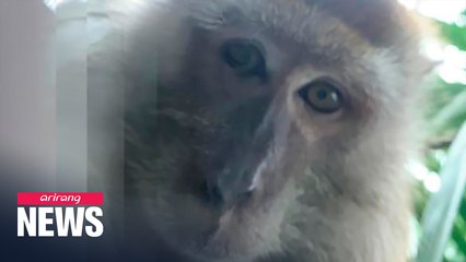 Malaysian man finds 'monkey selfies' on lost phone he retrieved