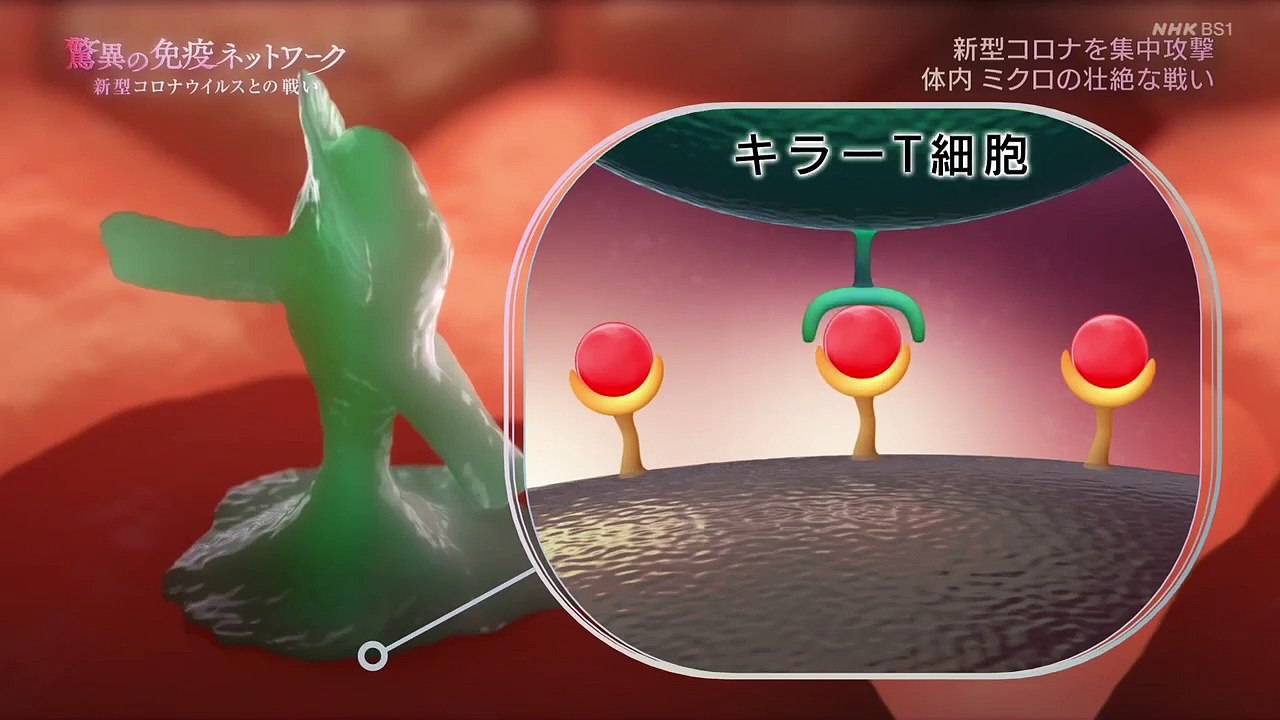 BS1スペシャル　シリーズ人体「驚異の免疫ネットワーク〜新型コロナとの戦い」感染拡大が止まらない新型コロナウイルス。危機を乗り越える鍵はあなたの体に備わった「免疫」の力にあった！最新科学で人体ＶＳウイルスのミクロの攻防を完全映像化する。2020年8月2日