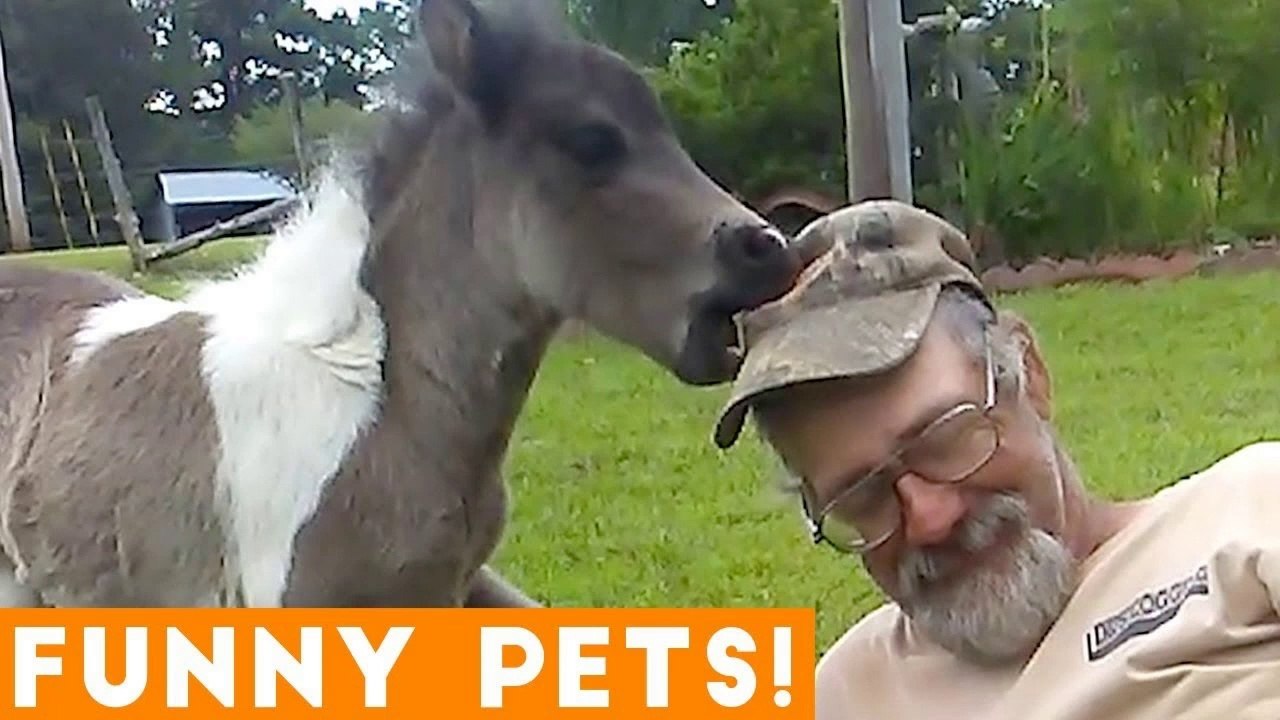 Funniest Pets & Animals of the Week Compilation July 2018 _ Hilarious Try Not to Laugh Animals Fail