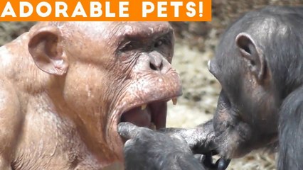 Cutest Adorable Pets Compilation July 2018