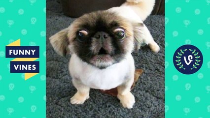 Try Not To Laugh Challenge_ _ Funny Animals Vines Compilation