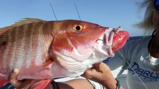Why is This Fish THROWING UP It's STOMACH_ Florida Deep Sea Fishing