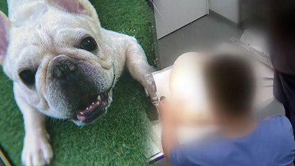 [제보는Y] 시술 이후 죽은 반려견..."치료 내용도 없는 진료기록부" / YTN