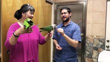Socializing My Parrots with a Visitor