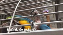 Happy New Year! Parrot Wizard 2018 Recap Video
