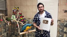 Parrots Unboxing Their YouTube Silver Play Button!