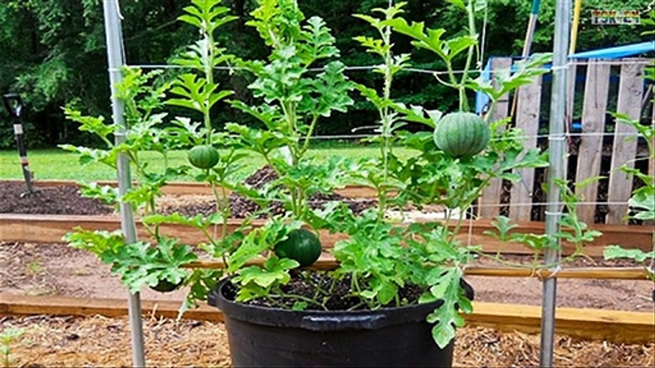 WOW! Amazing New Agriculture Technology - Watermelon