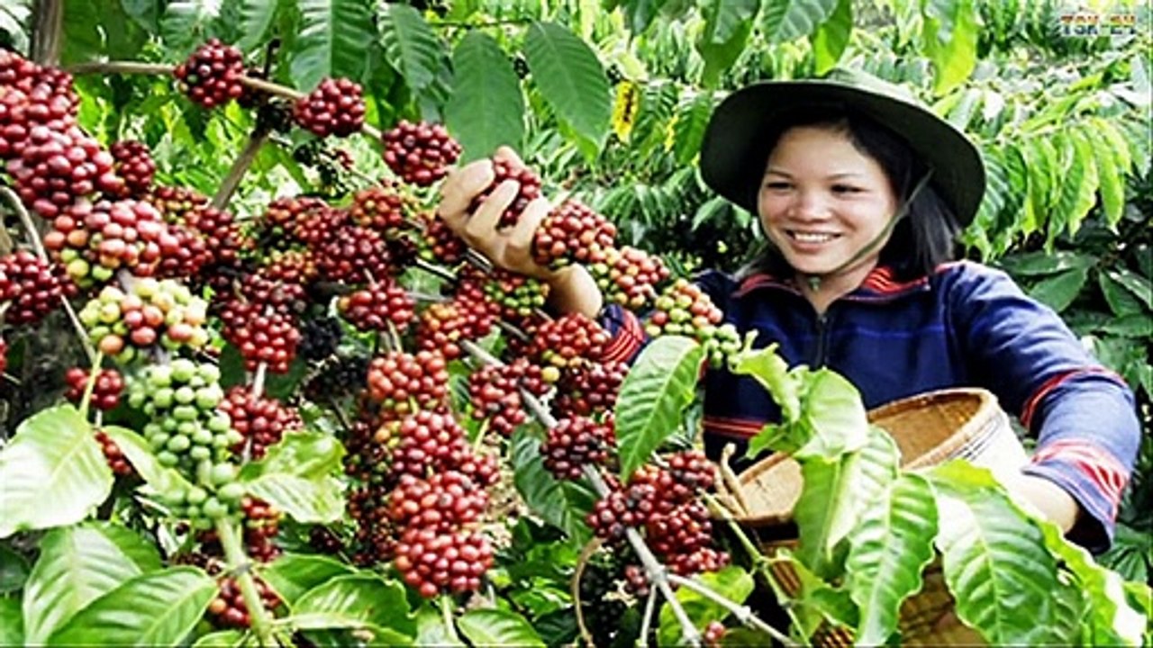 WOW! Amazing Agriculture Technology - Coffee