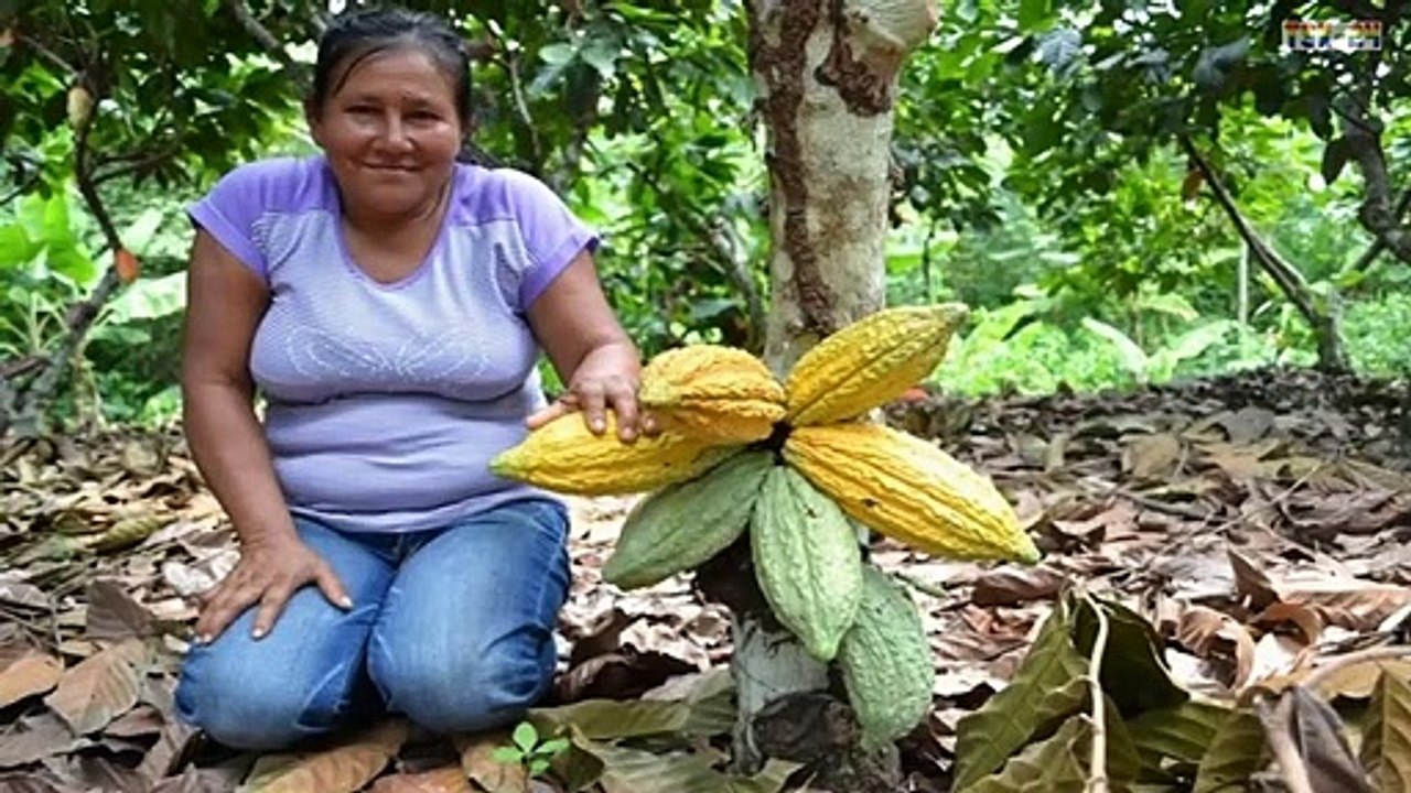 Wow! Amazing Agriculture Technology - Cocoa