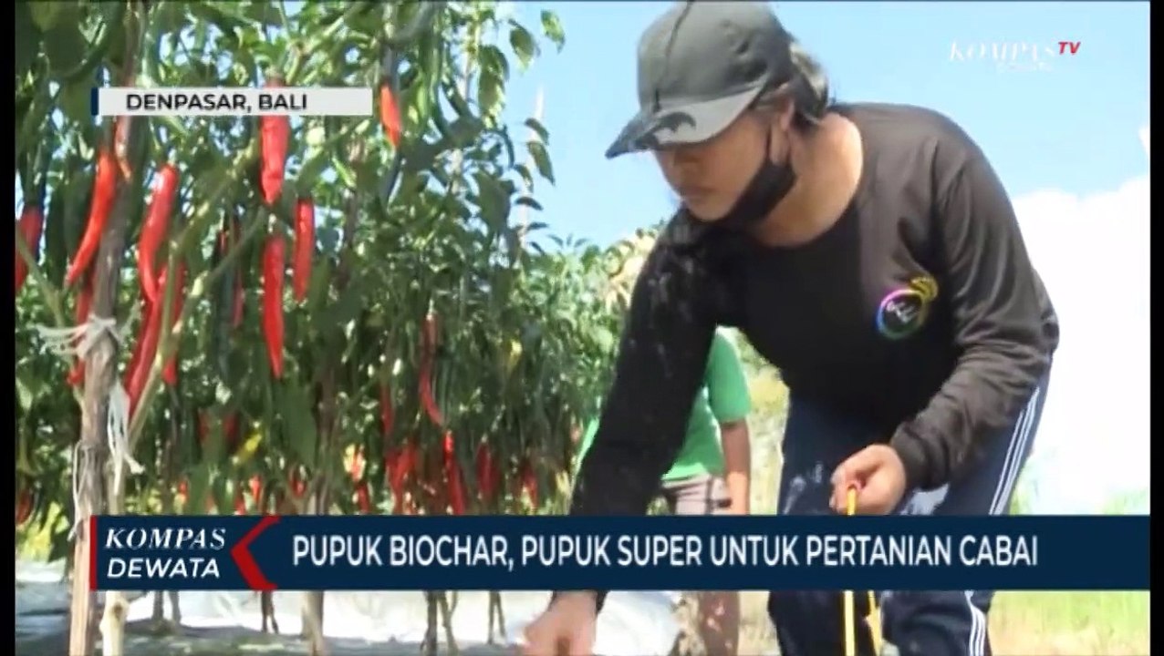 Pertanian Cabai Dengan Pupuk Biochar
