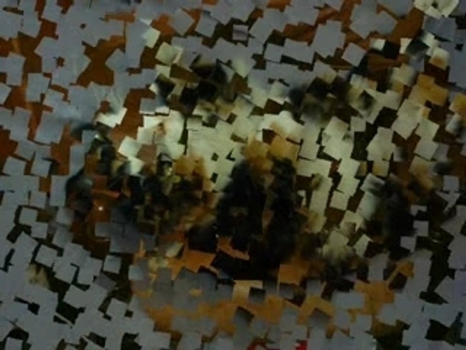 xena yeni salem canelle vinye kiara cacao china laidy lilou