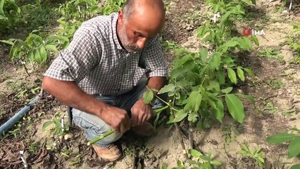 Adilcevaz’ın cevizi bölge ve batı illerinde de yetişecek