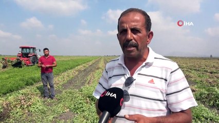 Türkiye’nin yer fıstığı üretiminin yüzde 60’ı Adana’dan