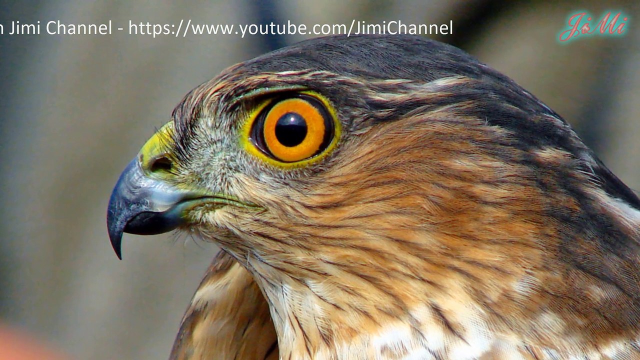 Diều Hâu Vuốt Sắc - Loài Diều Hâu Nhỏ Nhất Bắc Mỹ