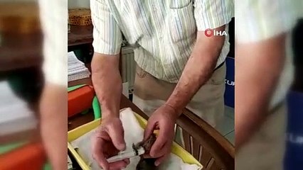 Anneleri kedi tarafından öldürülen yavru sincapları ilçe halkı sahiplendi