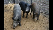 Wild hog populations are soaring in what experts dub ‘a feral swine bomb’