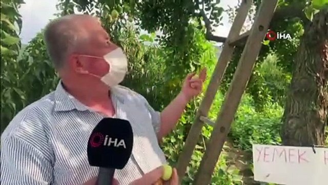 Yoldan geçen durup meyve koparıyor...Bursalı çiftçi yol üzerindeki meyve ağacına 'yemek helal' yazısı astı