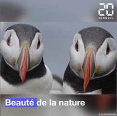 Les premières photos du «Wildlife Photographer of the Year 2020»
