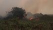 البرازيل.. حرائق تلتهم أكثر من 12% من مساحة غابات البانتانال