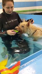 Dog training in the pool