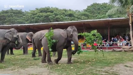 Curious elephant swipes at watching tourists at Malay safari park