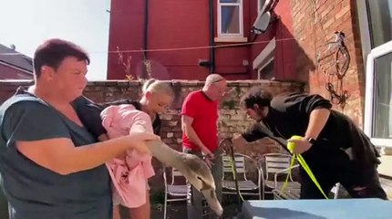Swan saved after crash landing in Ashton back yard