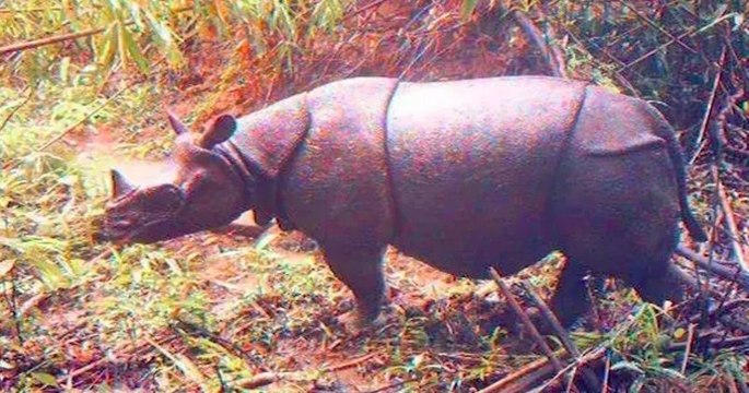 Deux bébés rhinocéros de Java, espèce en voie d'extinction, repérés dans un parc indonésien