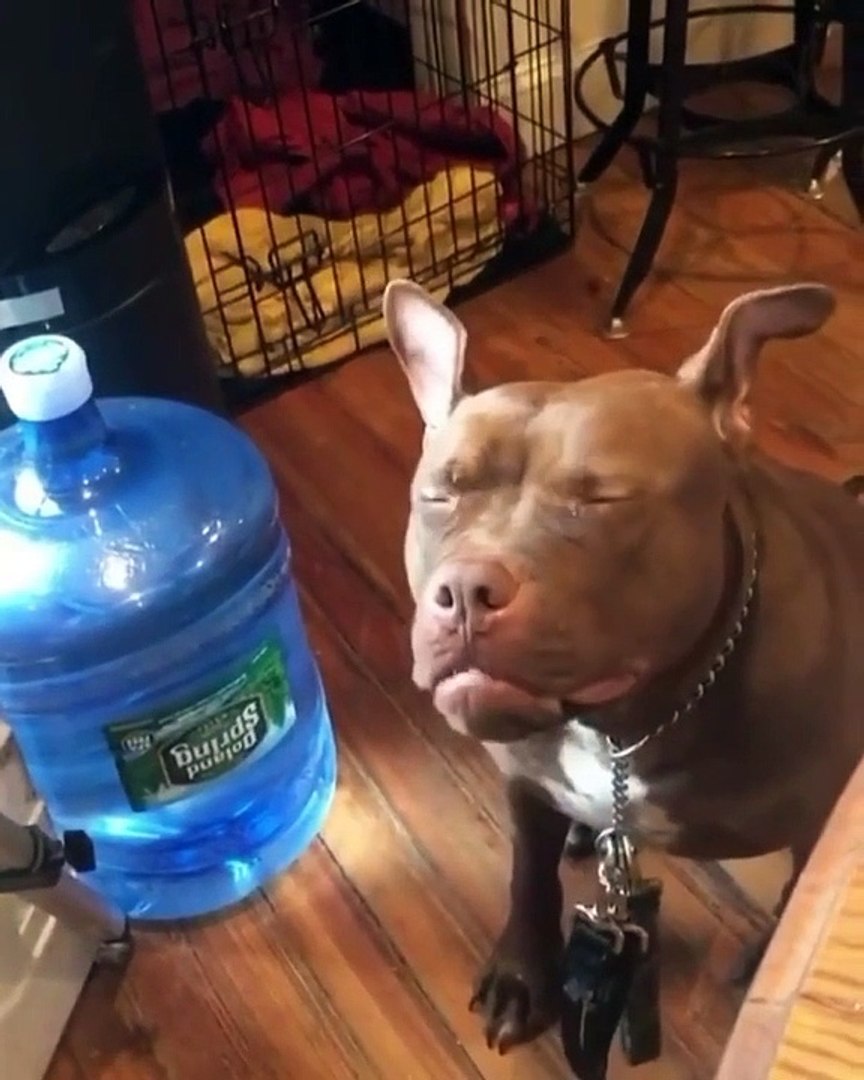 Funny Animal Videos ,funny animals compilation