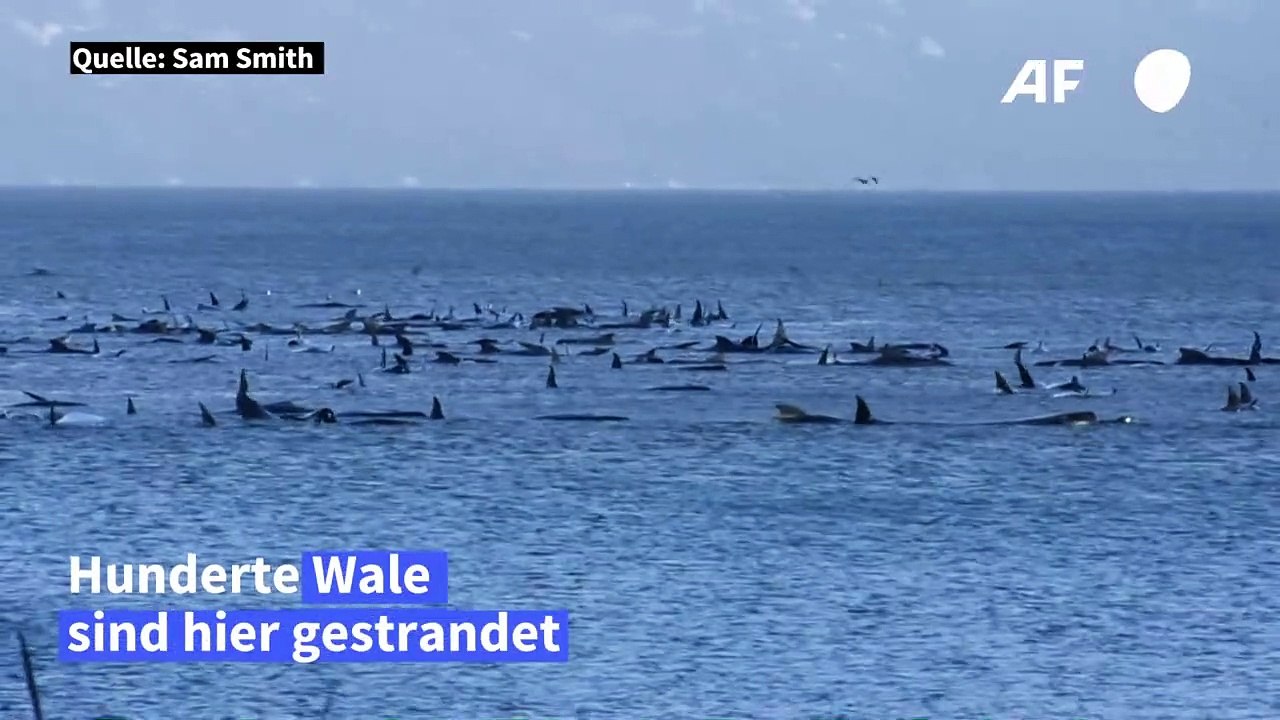 Hunderte wale stecken vor küste tasmaniens fest