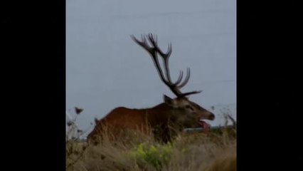 Polémicas imágenes de un ciervo acorralado por perros en Francia